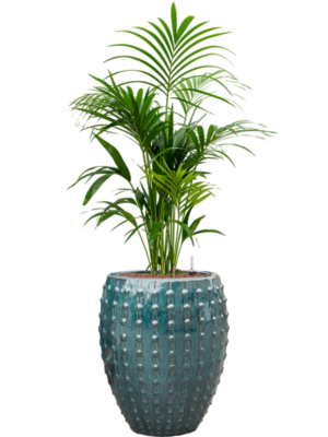 Kentia (Howea) forsteriana en Laos