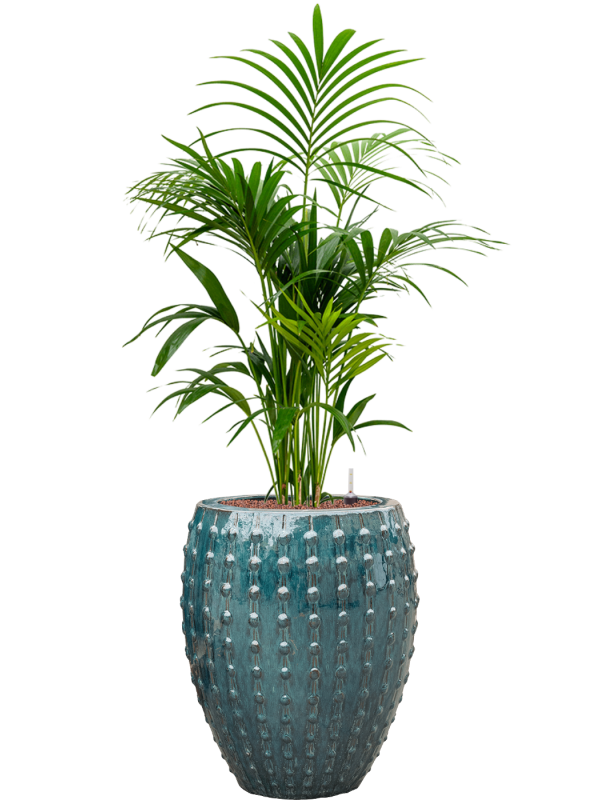 Kentia (Howea) forsteriana en Laos, Private label