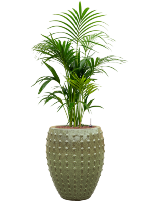 Kentia (Howea) forsteriana en Laos