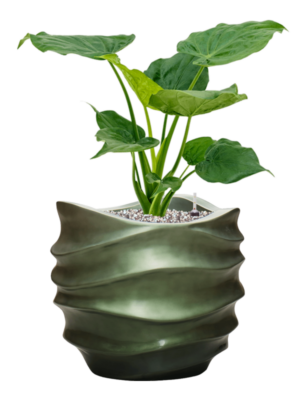 Alocasia cucullata en Baq Gradient Lee