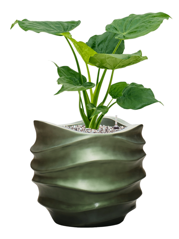 Alocasia cucullata en Baq Gradient Lee