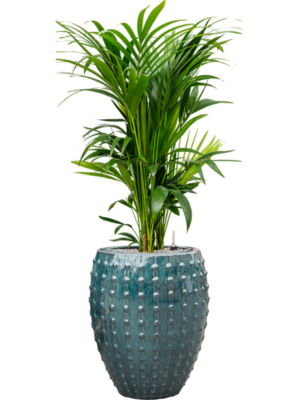 Kentia (Howea) forsteriana en Laos