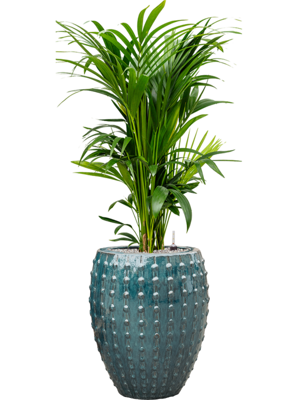 Kentia (Howea) forsteriana en Laos, Private label