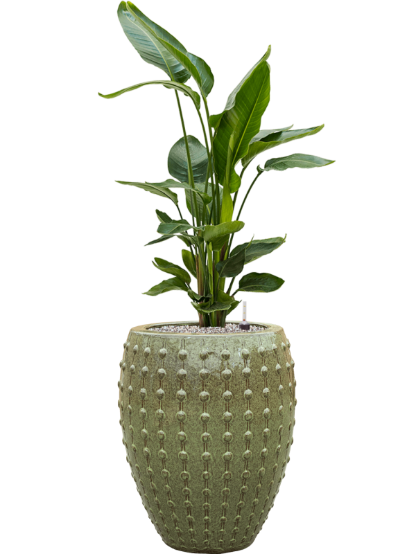 Strelitzia nicolai en Laos, Private label
