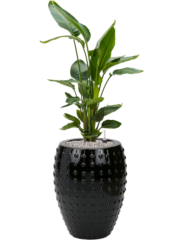 Strelitzia nicolai en Laos, Private label