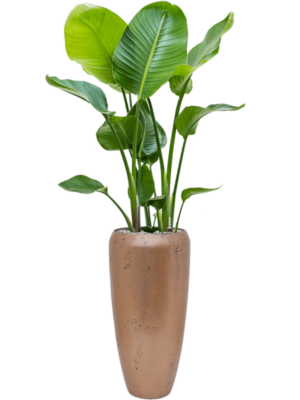 Strelitzia nicolai en Baq Opus Raw