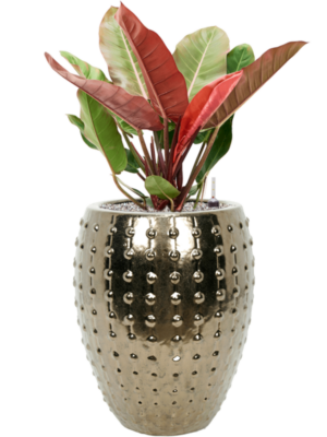 Philodendron 'Prince of Orange' en Laos