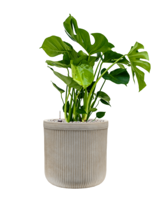 Monstera deliciosa en Baq Vertical Rib
