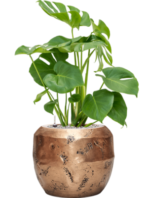 Monstera deliciosa en Baq Opus Raw
