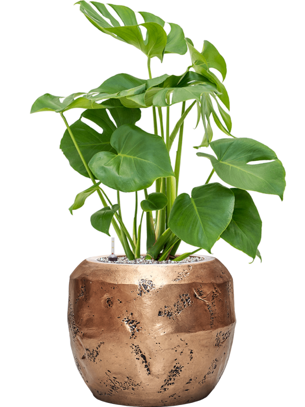 Monstera deliciosa en Baq Opus Raw
