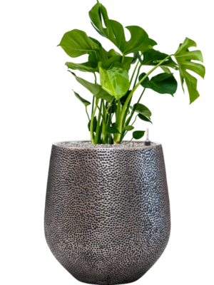 Monstera deliciosa en Baq Opus Hit