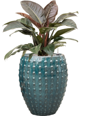 Philodendron `Imperial Red' en Laos