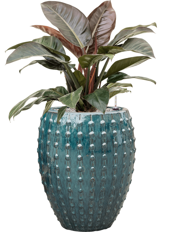 Philodendron `Imperial Red' en Laos, Private Label