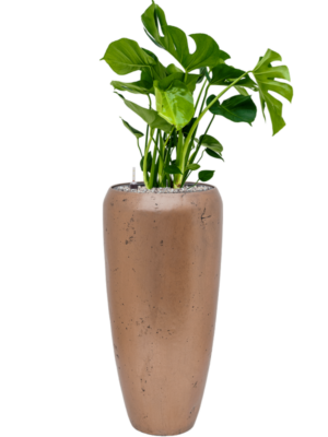 Monstera deliciosa en Baq Opus Raw
