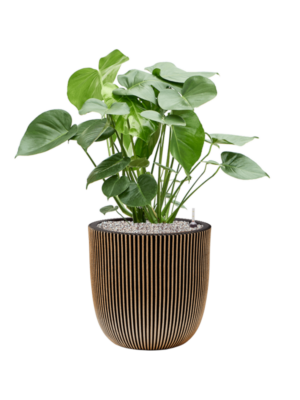 Monstera deliciosa en Capi Nature Groove NL