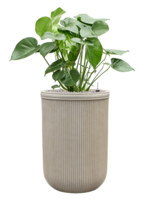 Monstera deliciosa en Baq Vertical Rib