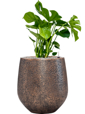 Monstera deliciosa en Baq Opus Hit