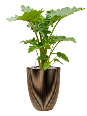 Alocasia 'Portodora' en Capi Nature Groove NL
