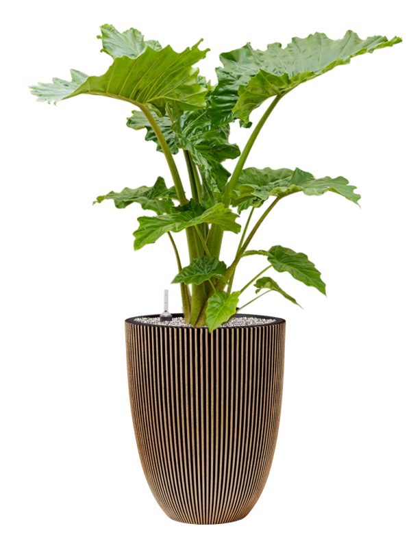 Alocasia 'Portodora' en Capi Nature Groove NL