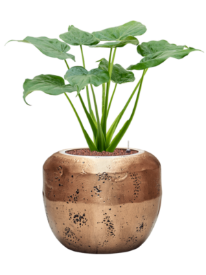Alocasia cucullata en Baq Opus Raw