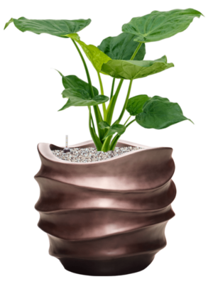Alocasia cucullata en Baq Gradient Lee