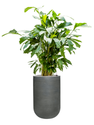 Caryota mitis en Ridged Horizontally