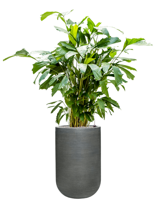 Caryota mitis en Ridged Horizontally, Pottery Pots