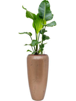 Strelitzia nicolai en Baq Opus Raw