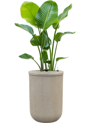 Strelitzia nicolai en Baq Vertical Rib