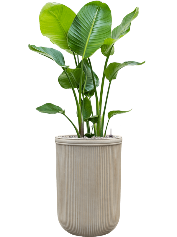 Strelitzia nicolai en Baq Vertical Rib