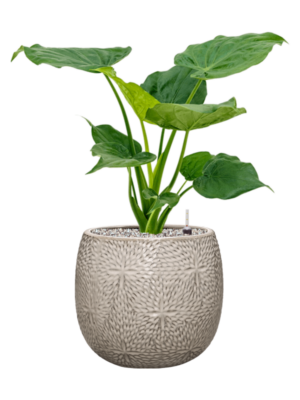 Alocasia cucullata en Marly