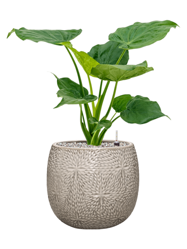 Alocasia cucullata en Marly, Ter Steege
