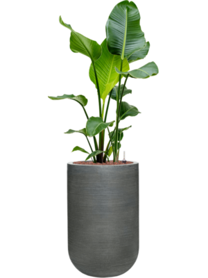 Strelitzia nicolai en Ridged Horizontally