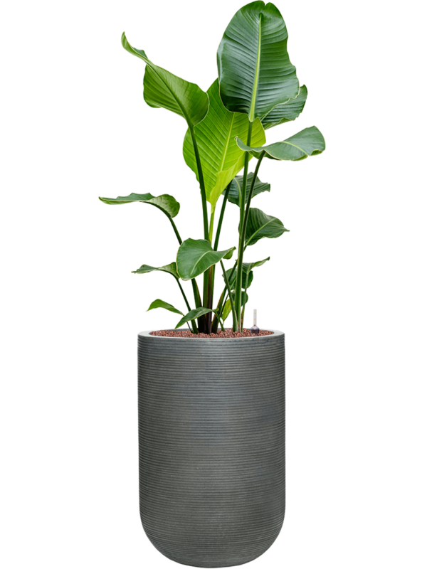 Strelitzia nicolai en Ridged Horizontally, Pottery Pots
