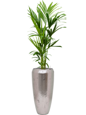 Kentia (Howea) forsteriana en Baq Opus Raw