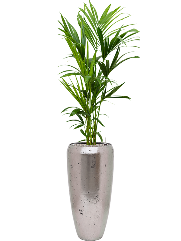 Kentia (Howea) forsteriana en Baq Opus Raw