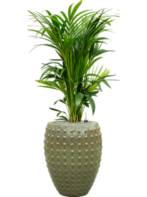 Kentia (Howea) forsteriana en Laos
