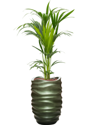 Kentia (Howea) forsteriana en Baq Gradient Lee