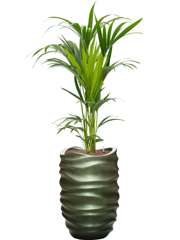 Kentia (Howea) forsteriana en Baq Gradient Lee
