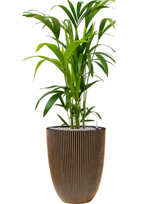 Kentia (Howea) forsteriana en Capi Nature Groove NL