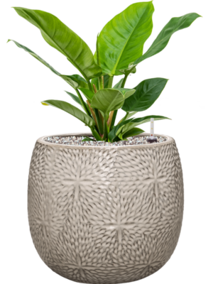 Philodendron 'Imperial Green' en Marly