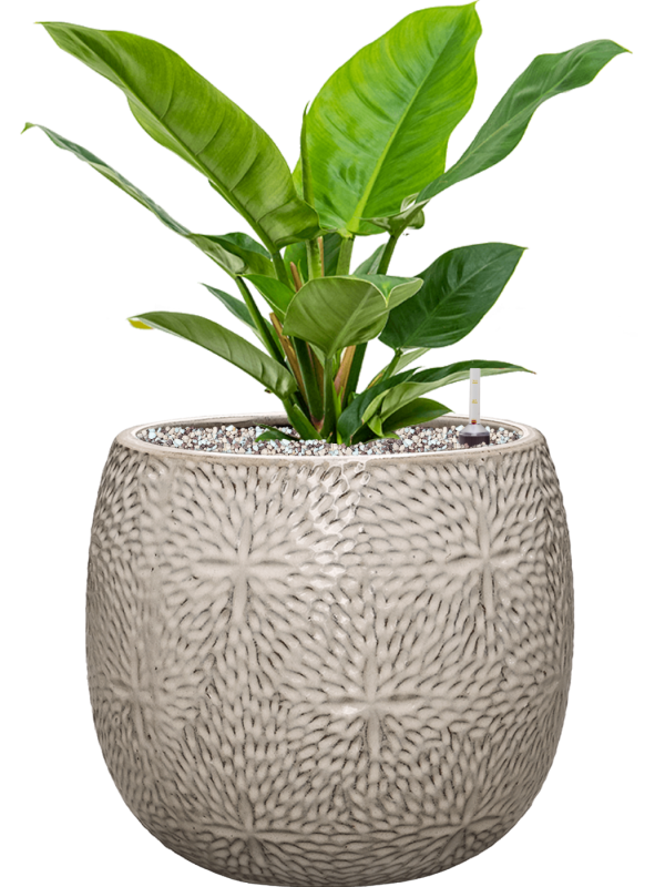 Philodendron 'Imperial Green' en Marly, Ter Steege