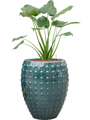 Alocasia cucullata en Laos