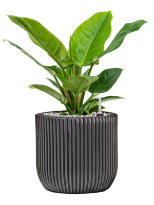 Philodendron 'Imperial Green' en Capi Nature Groove