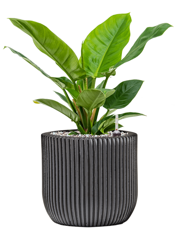 Philodendron 'Imperial Green' en Capi Nature Groove