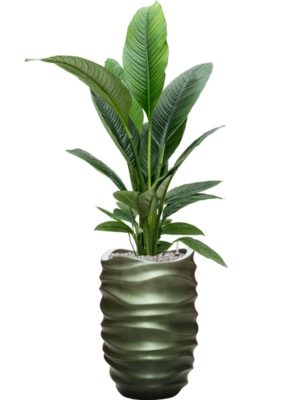 Spathiphyllum 'Sensation' en Baq Gradient Lee