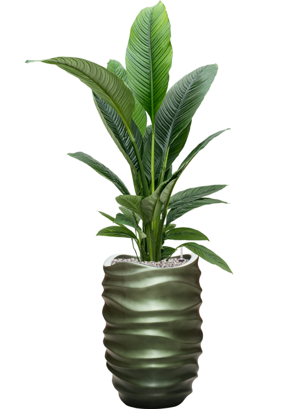 Spathiphyllum 'Sensation' en Baq Gradient Lee