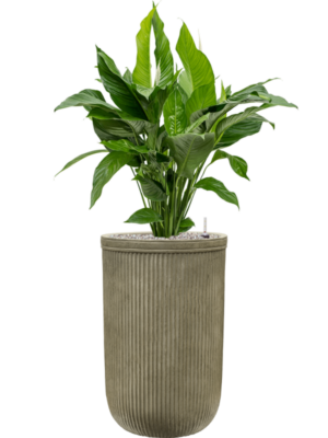 Spathiphyllum 'Sweet Lauretta' en Baq Vertical Rib