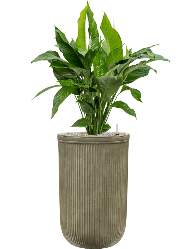 Spathiphyllum 'Sweet Lauretta' en Baq Vertical Rib