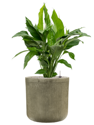 Spathiphyllum 'Sweet Lauretta' en Baq Vertical Rib